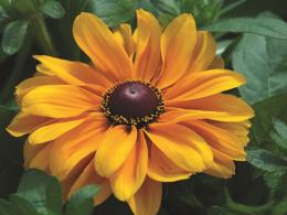 rudbeckia