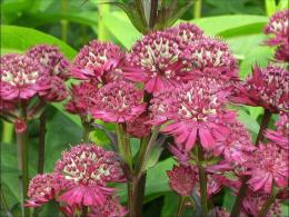 Astrantia