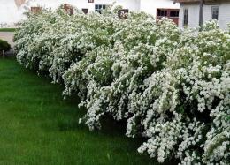 Spiraea no jardim