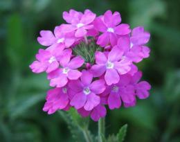 Verbena