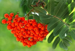 Sorbus