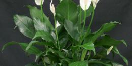 spathiphyllum