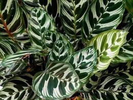 Calathea