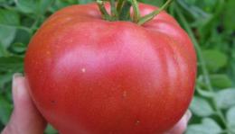 Tomate