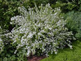 Deutzia