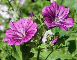 Bosque de Malva