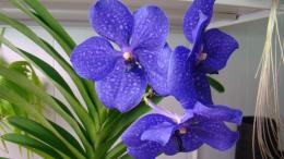 Vanda Orquídea