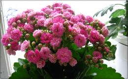 Kalanchoe