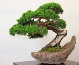 Bonsai