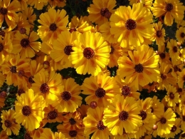 Inflorescências Coreopsis