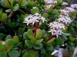 Crassula