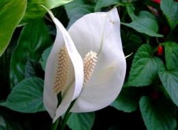 Spathiphyllum