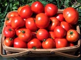 Tomates da estufa