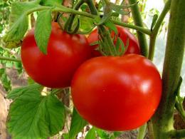 Tomates