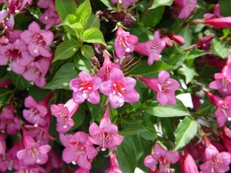 Weigela