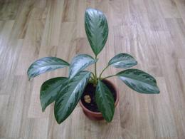 Reprodução de Aglaonema