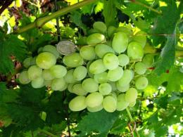 Uvas