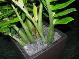 Zamioculcas