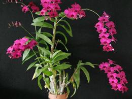 Orquídea Dendrobium