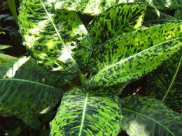 Dieffenbachia