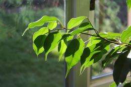 Ficus benjamina, ramo