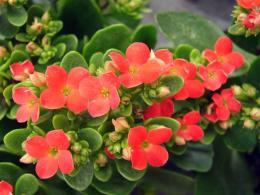 Kalanchoe