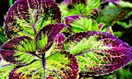 Coleus forskohlii, planta