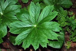 Podophyllum