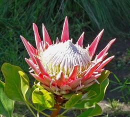 Alcachofra protea