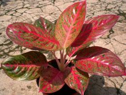 Aglaonema