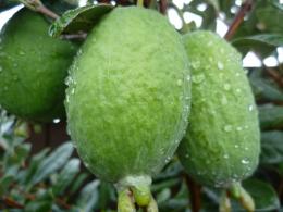 Feijoa