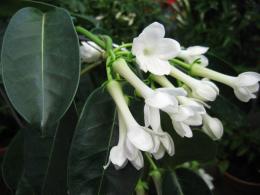 Stephanotis