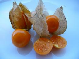 Plantando physalis