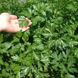 Plantando salsa na primavera