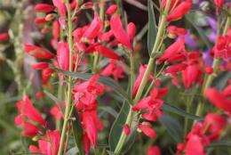 Penstemon barbudo