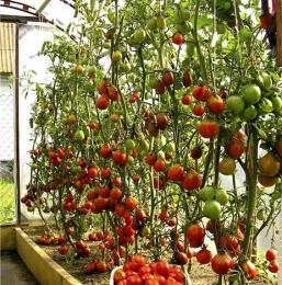 tomates em uma estufa