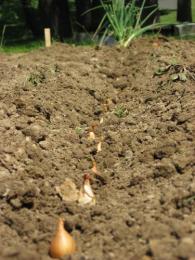 Plantando cebolas