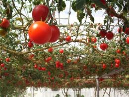 Tomates em estufa