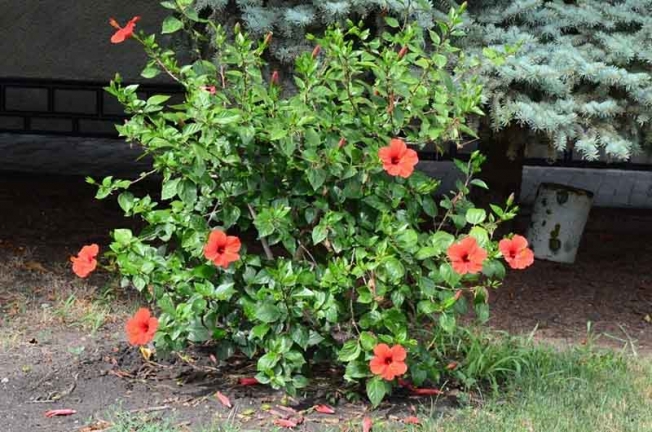 Cultivo de hibiscos no jardim