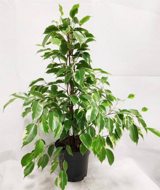 Ficus benjamina