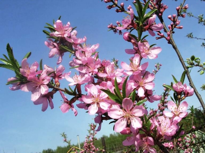 Tipos e variedades de amêndoas, floração 