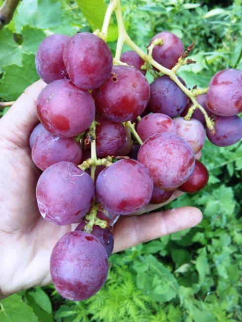 Dúzia de Uvas, descrição