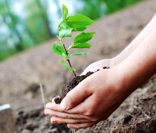 Plantar uma muda em terreno aberto