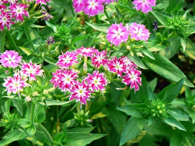 Phlox drummond crescendo a partir de sementes