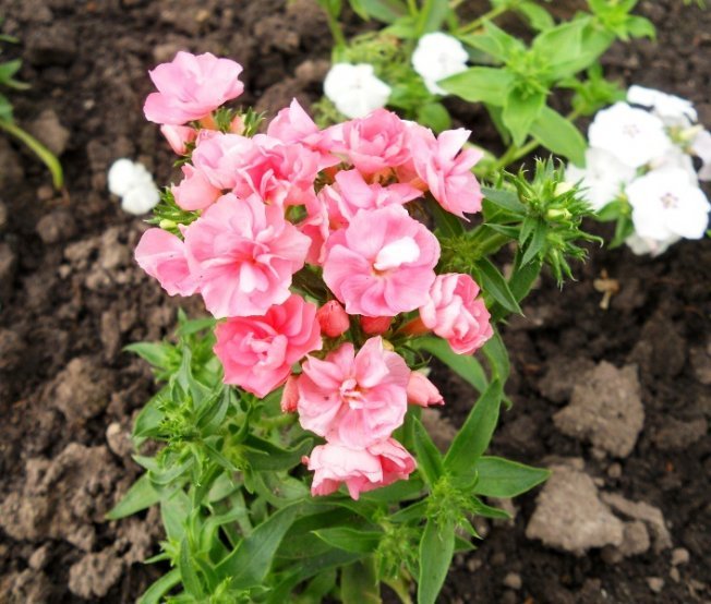 Cultivo e cuidado de Phlox Drummond