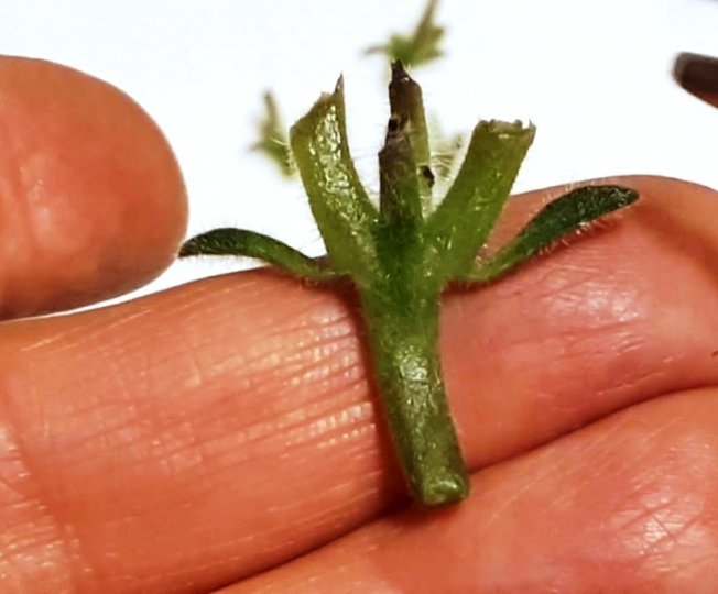 Propagação de violetas por pedúnculos, material de plantio