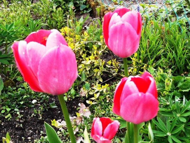 Quanto tempo leva para uma tulipa florescer?