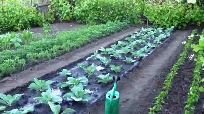 Prestígio do repolho, plantio, cuidado