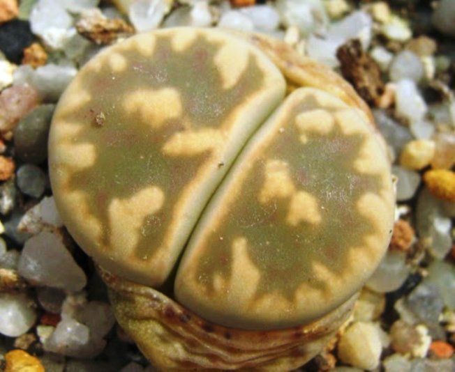 Lithops de sementes, variedades