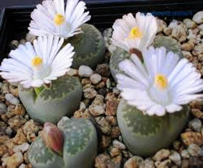 Como os Lithops florescem?